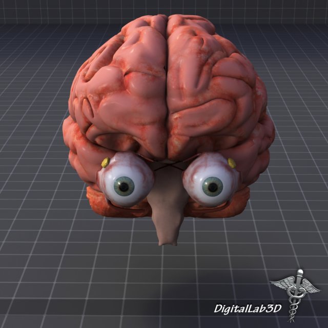 eye and brain Modèle 3D .c4d .max .obj .3ds .fbx .stl .blend 