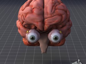eye and brain 3D Model