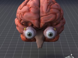 eye and brain Model 3D