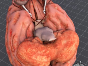 eye and brain Modèle 3D