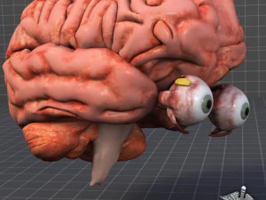 oko i m&oacute;zg Model 3D