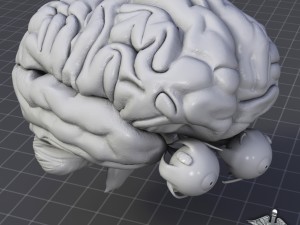 eye and brain Modèle 3D