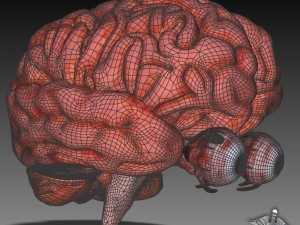 eye and brain Modèle 3D