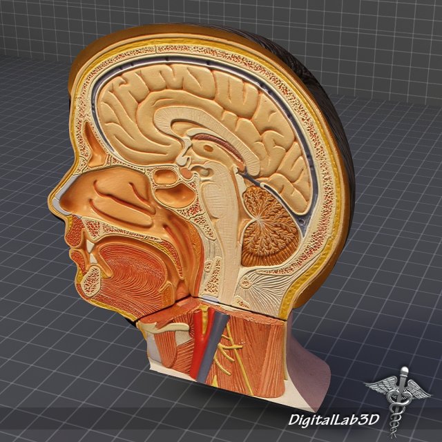 human head anatomy 3D 모델 .c4d .max .obj .3ds .fbx .stl .blend 