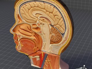 human head anatomy 3D Model