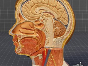 human head anatomy 3D 모델
