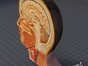 human head anatomy 3D 모델