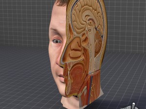 human head anatomy 3D 모델