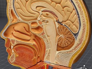 human head anatomy 3D 모델