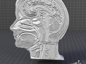 human head anatomy 3D 모델