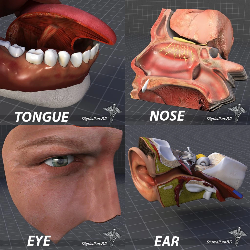 human four senses collection 3D Model .c4d .max .obj .3ds .fbx .stl .blend