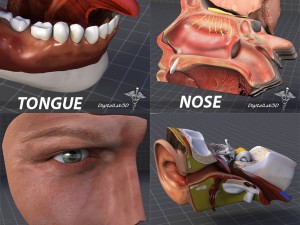 human four senses collection 3D Model