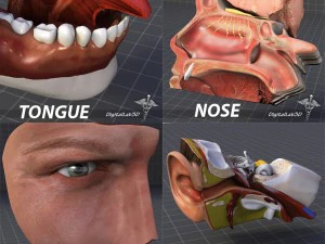 colecci&oacute;n de cuatro sentidos humanos Modelo 3D