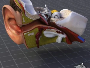human four senses collection 3D Model