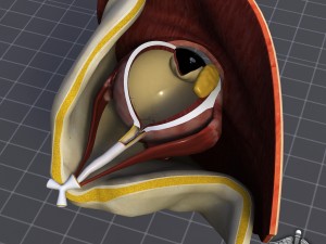 human four senses collection Modelo 3D