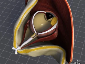human four senses collection 3D Model