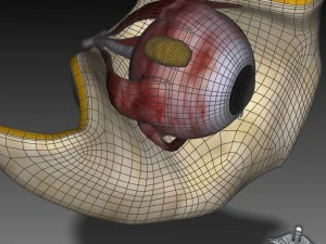 human four senses collection 3D Model