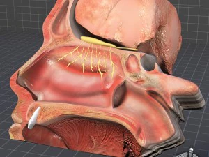 human four senses collection 3D Model