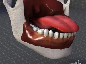 human four senses collection 3D Model