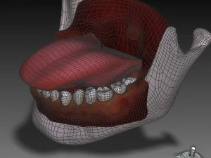 human four senses collection 3D Model