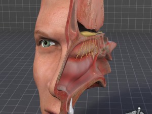 nose anatomy 3D Model