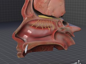 nose anatomy Modello 3D