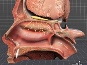 nose anatomy Modello 3D