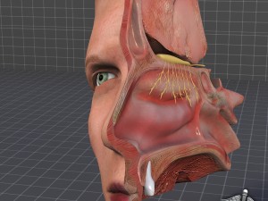 nose anatomy Modello 3D