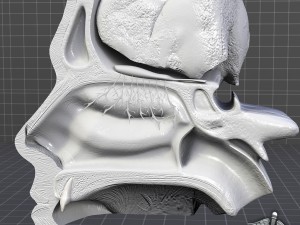 nose anatomy Modello 3D