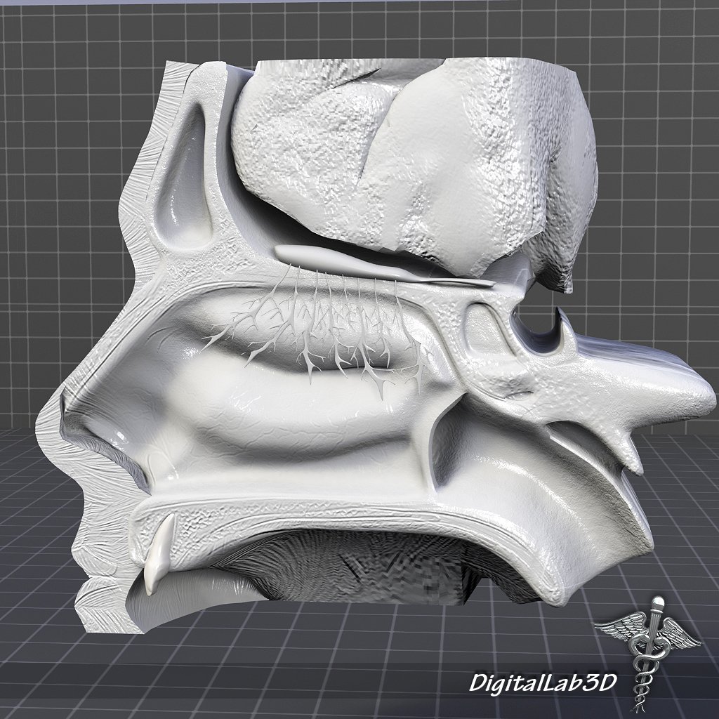 Nose Anatomy 3d Model In Anatomy 3dexport