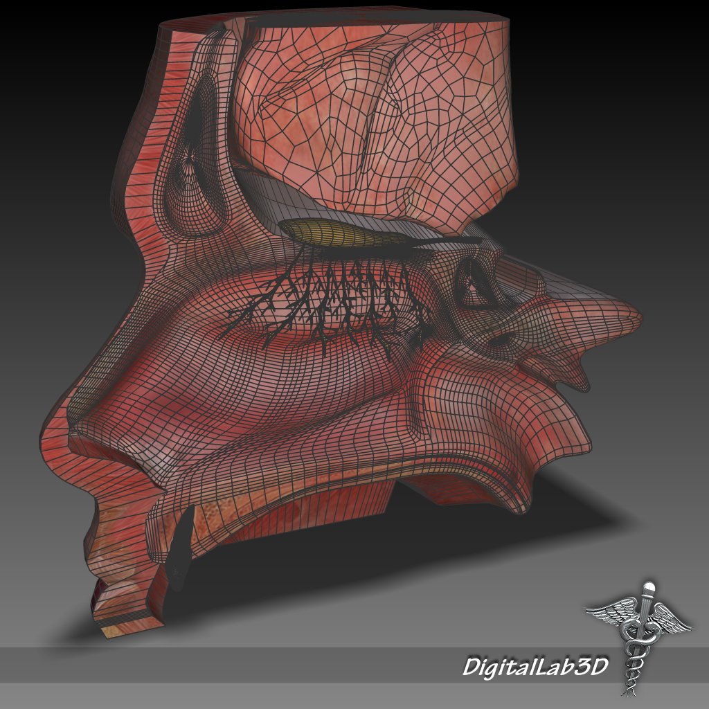Nose Anatomy 3d Model In Anatomy 3dexport
