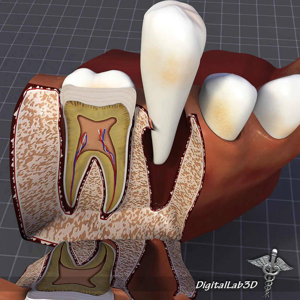 teeth and gums anatomy 3D Model .c4d .max .obj .3ds .fbx .stl .blend 