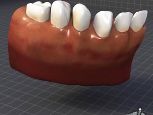 teeth and gums anatomy 3Dモデル