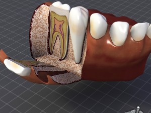 teeth and gums anatomy 3Dモデル