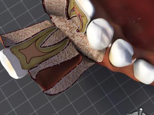 teeth and gums anatomy 3D Model