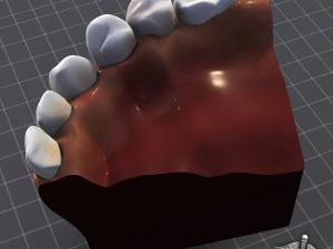 teeth and gums anatomy 3D Model