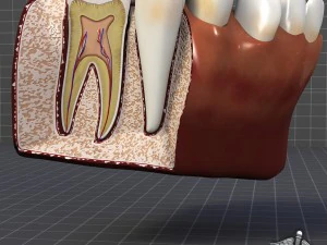 teeth and gums anatomy 3D Model