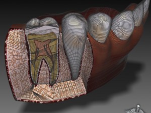 teeth and gums anatomy 3Dモデル