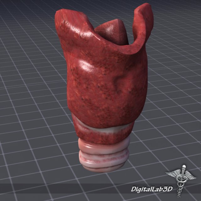 throat larynx 3D Модель .c4d .max .obj .3ds .fbx .stl .blend 