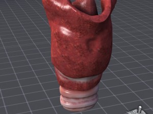throat larynx 3D Model