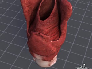 throat larynx 3D Модель