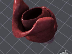 throat larynx 3D Модель