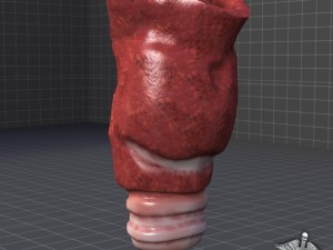 throat larynx 3D Модель