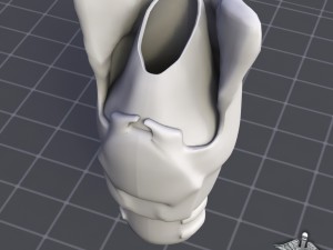 throat larynx 3D Модель