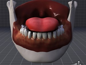 human tongue anatomy 3D Модель