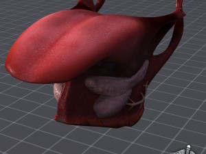 human tongue anatomy 3D Модель