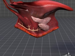 human tongue anatomy 3D Модель