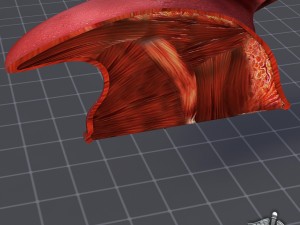human tongue anatomy 3D Модель