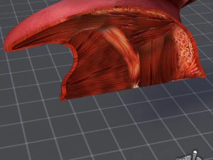 human tongue anatomy 3D Model
