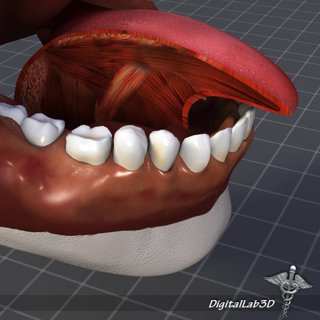 human tongue anatomy 3D Модель .c4d .max .obj .3ds .fbx .stl .blend 